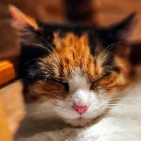 Ca' Paradiso - Natura E Relax Smirra