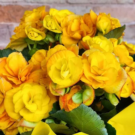 Проживание в семье Ca' Paradiso - Natura E Relax Smirra