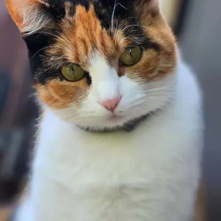 Проживание в семье Ca' Paradiso - Natura E Relax *