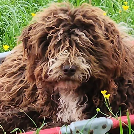 Ca' Paradiso - Natura E Relax Проживание в семье *