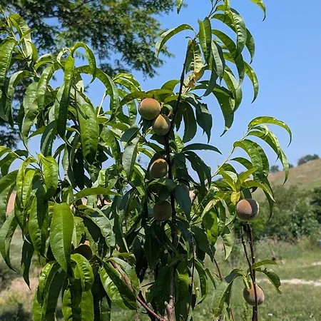 Ca' Paradiso - Pu Cagli